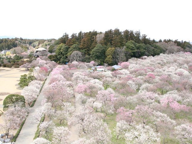 偕楽園（茨城県／水戸市）