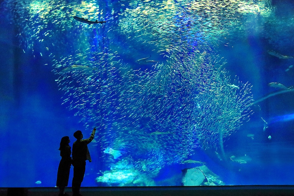 アクアワールド茨城県大洗水族館(大洗町)