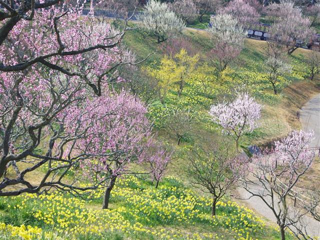 はままつフラワーパーク（静岡県／浜松市西区）
