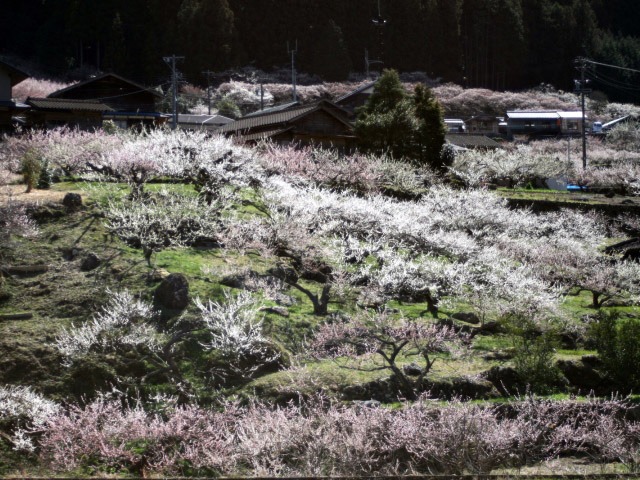 梅の里川売（愛知県／新城市）