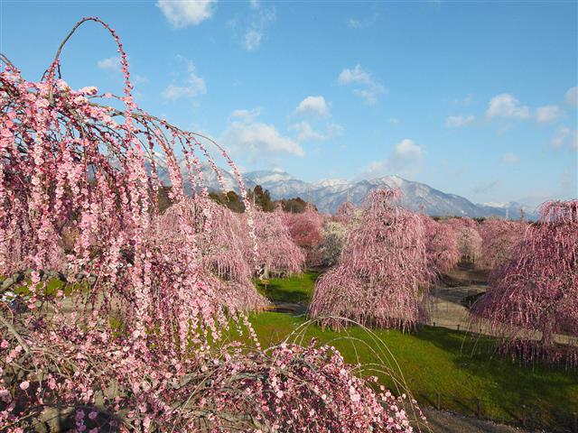 三重県の梅の名所・梅林・梅園（2025）開花時期や梅まつりもチェック
