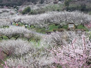 兵庫県の梅の名所・梅林・梅園（2025）開花時期や梅まつりもチェック