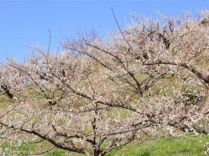 福岡県の梅の名所・梅林・梅園（2025）開花時期や梅まつりもチェック