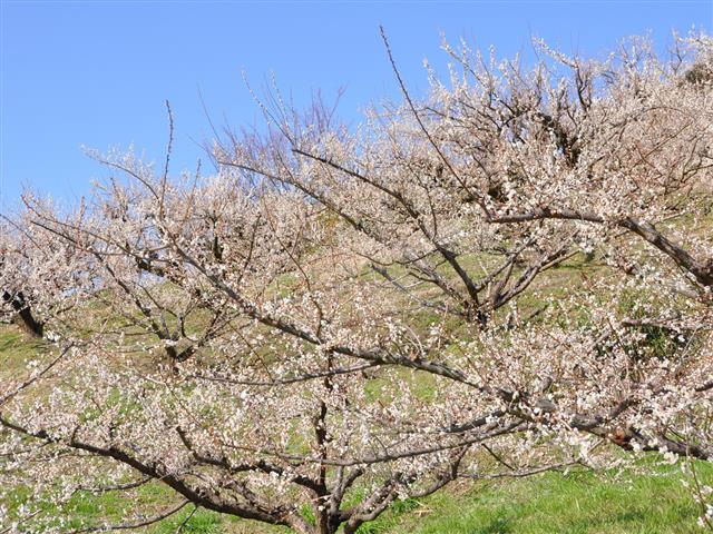 福岡県の梅の名所・梅林・梅園（2025）開花時期や梅まつりもチェック