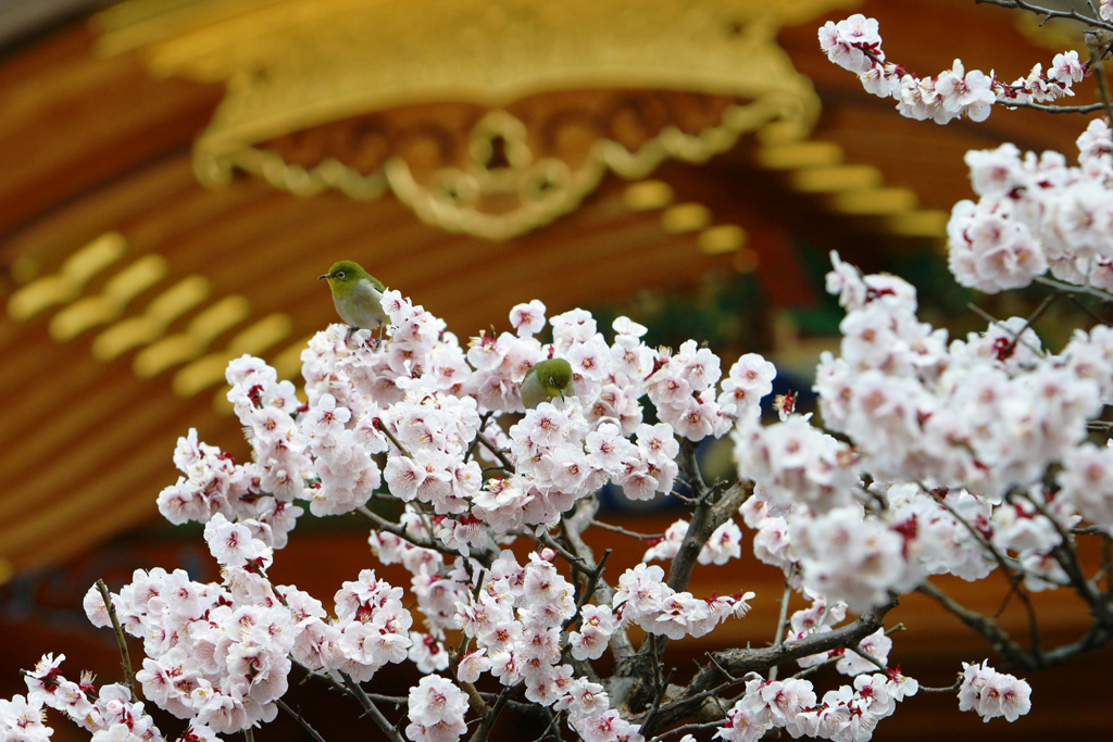 境内の梅/湯島天満宮(東京都/文京区)