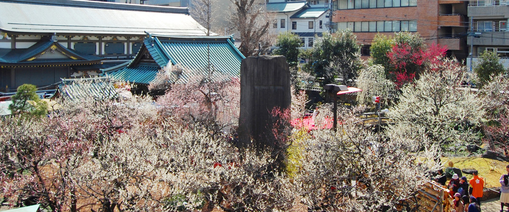 梅が咲く境内全景/湯島天満宮(東京都/文京区)
