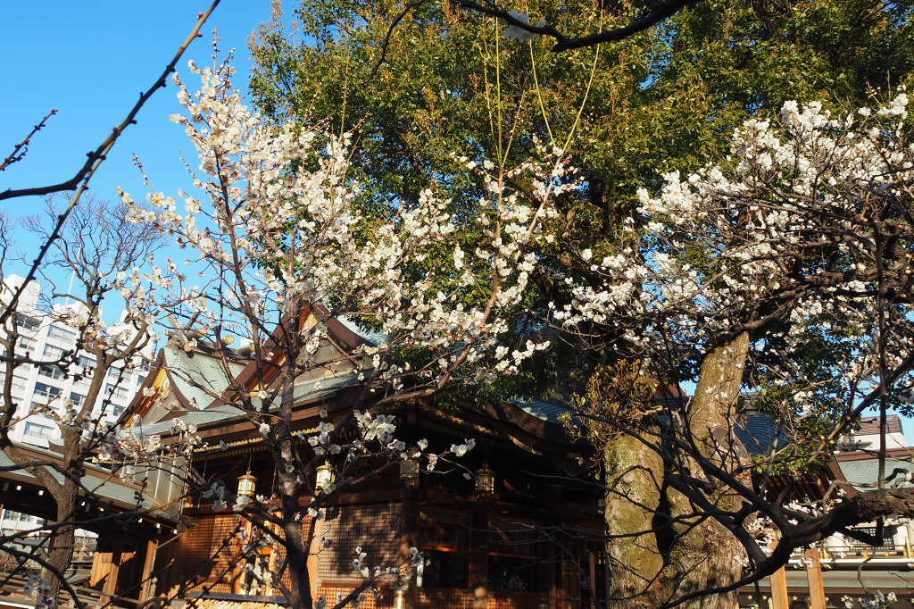 加賀梅として江戸時代から栽培されてきた古い品種/湯島天満宮(東京都/文京区)