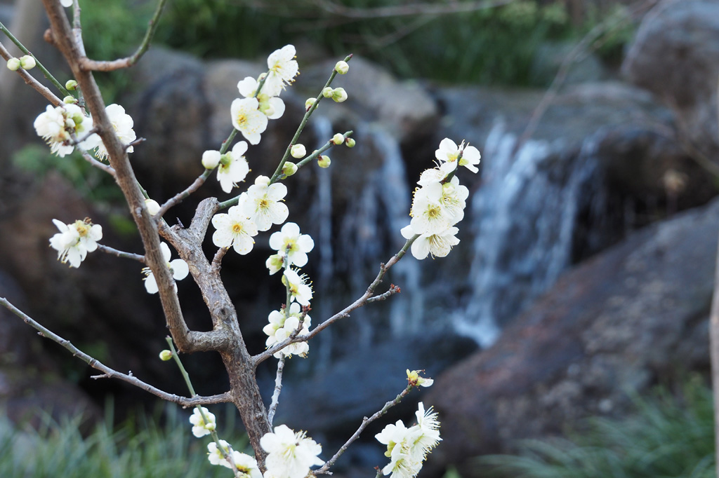 白梅の「月影(つきかげ)」/湯島天満宮(東京都/文京区)