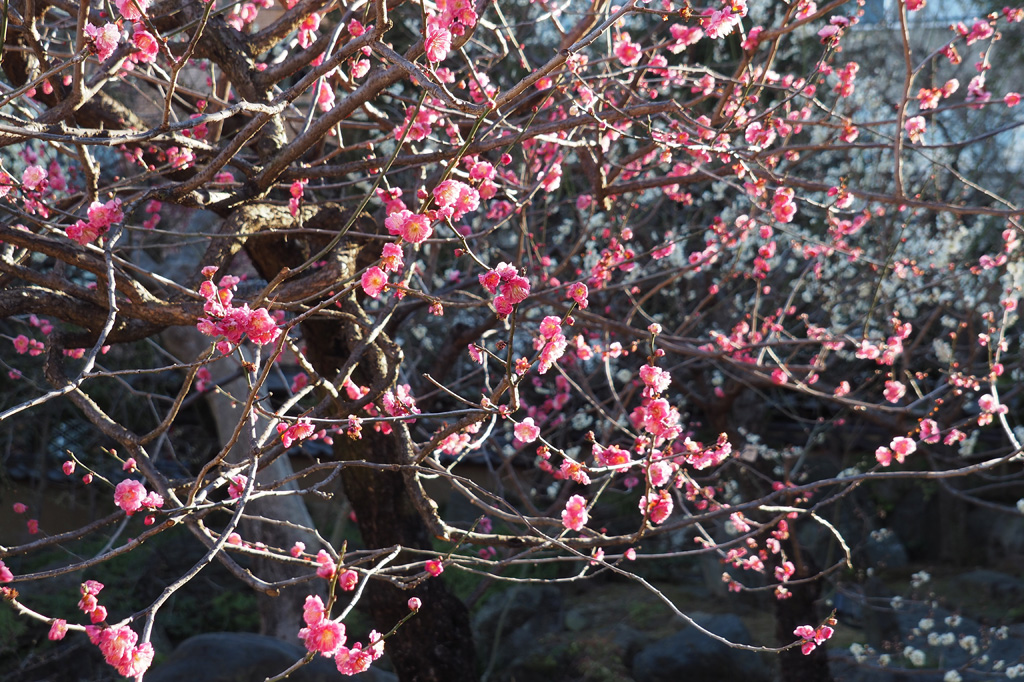 「寒紅梅(かんこうばい)」/湯島天満宮(東京都/文京区)