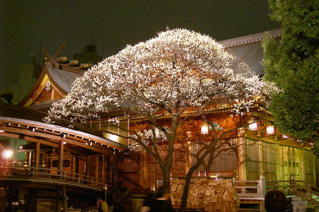 ライトアップ「夜神梅(やかんばい)」/湯島天満宮(東京都/文京区)
