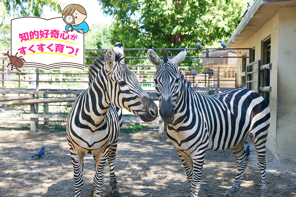 /姫路市立動物園（兵庫県）