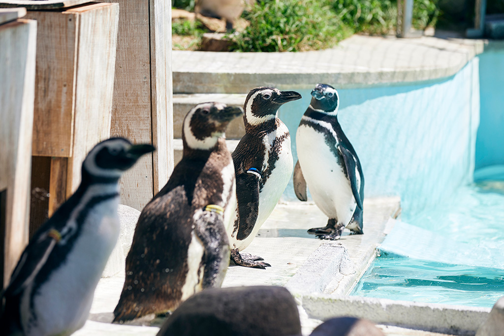 マゼランペンギン/姫路市立動物園(兵庫県)