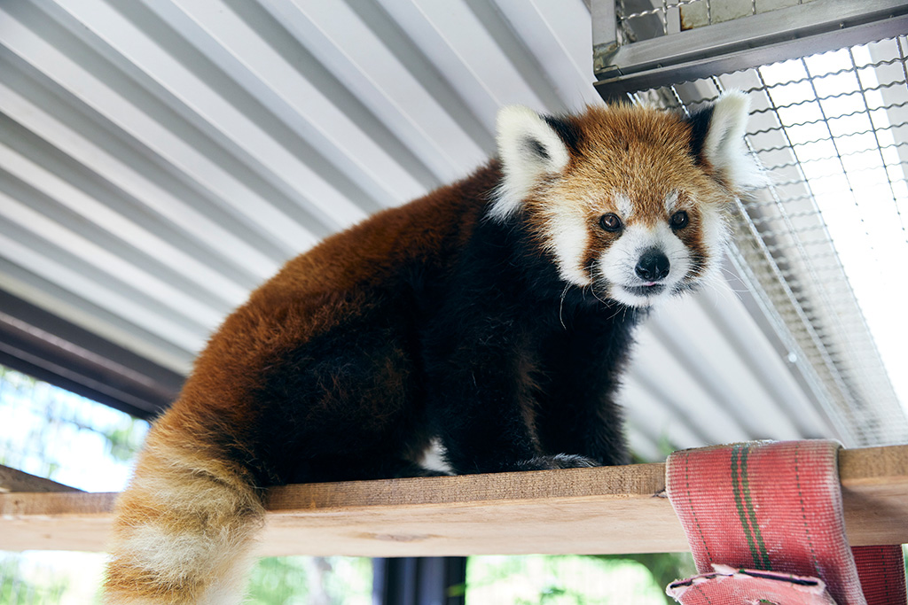 レッサーパンダ/姫路市立動物園(兵庫県)