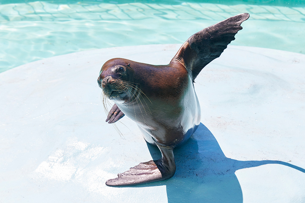 オタリア/姫路市立動物園(兵庫県)