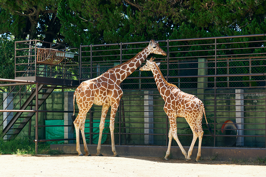 キリン/姫路市立動物園(兵庫県)