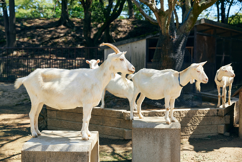 ヤギ/姫路市立動物園(兵庫県)