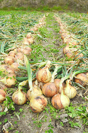 ウェルネスパーク五色 (兵庫県/洲本市)