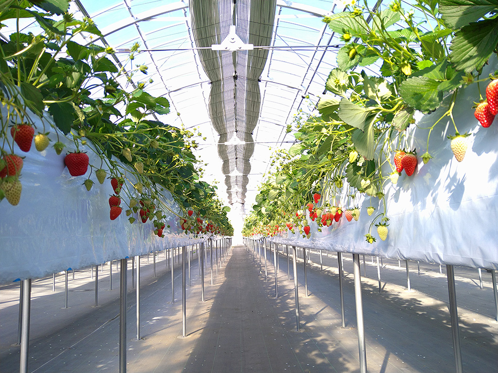 上杉農園(京都府/八幡市)