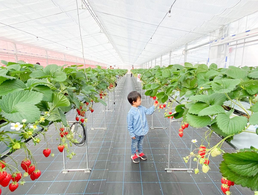 風舞う海辺のいちご畑(大阪府/大阪市)