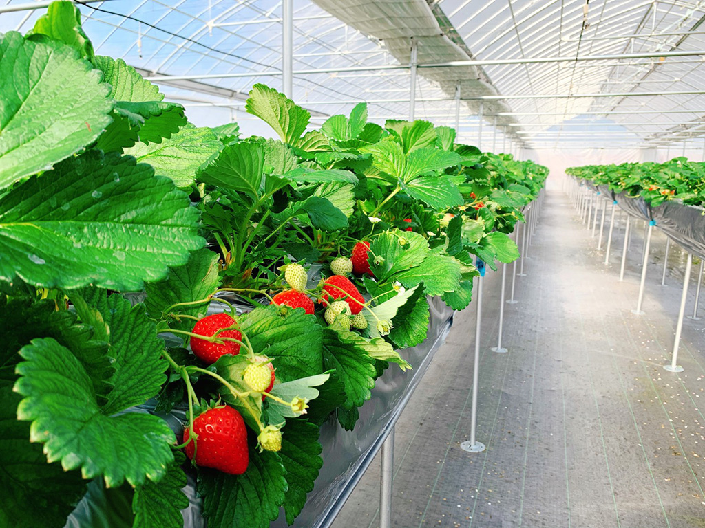 観光農園サニーズファーム(徳島県/阿南市)