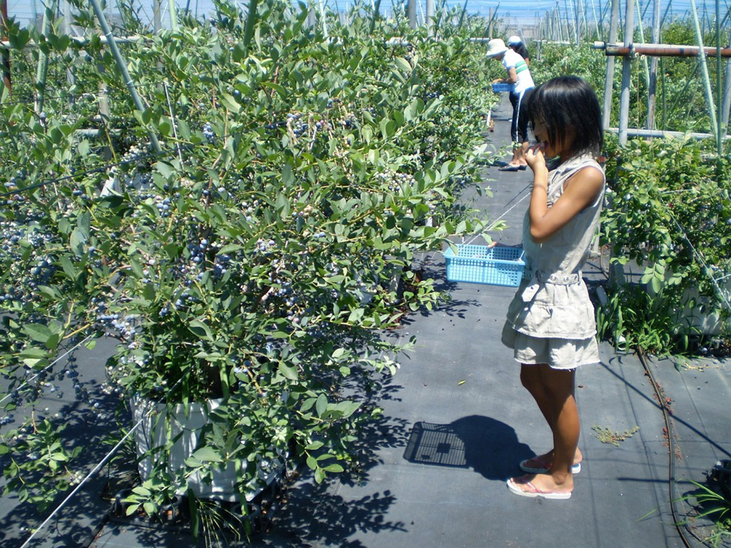 フレッシュベリーファーム アグリネット琴浦 (鳥取県/琴浦町)