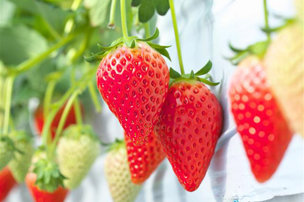 【関西】親子でフルーツ狩り＆野菜収穫体験ができるおすすめ観光農園6選