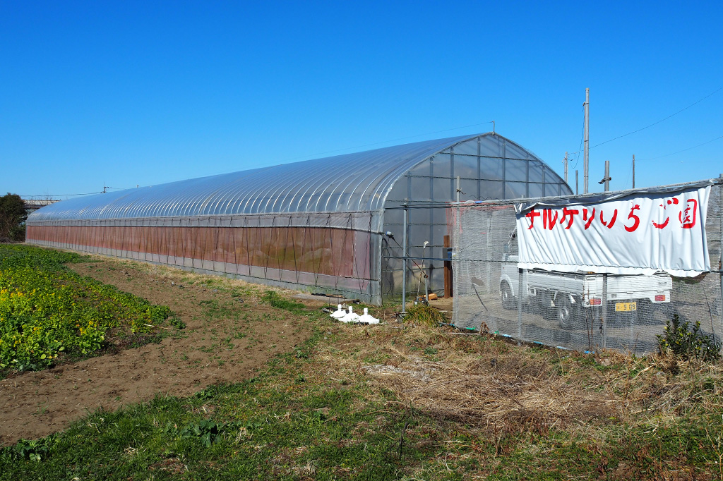 ナルケンいちご園のビニールハウス（千葉県／大網白里市）