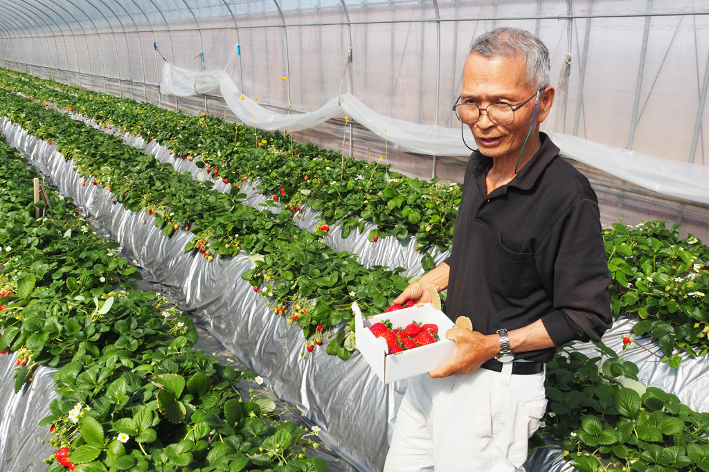 真紅の美鈴とは濃厚でいちご狩りや直売が大人気の品種！開発者に聞く魅力・特徴は？