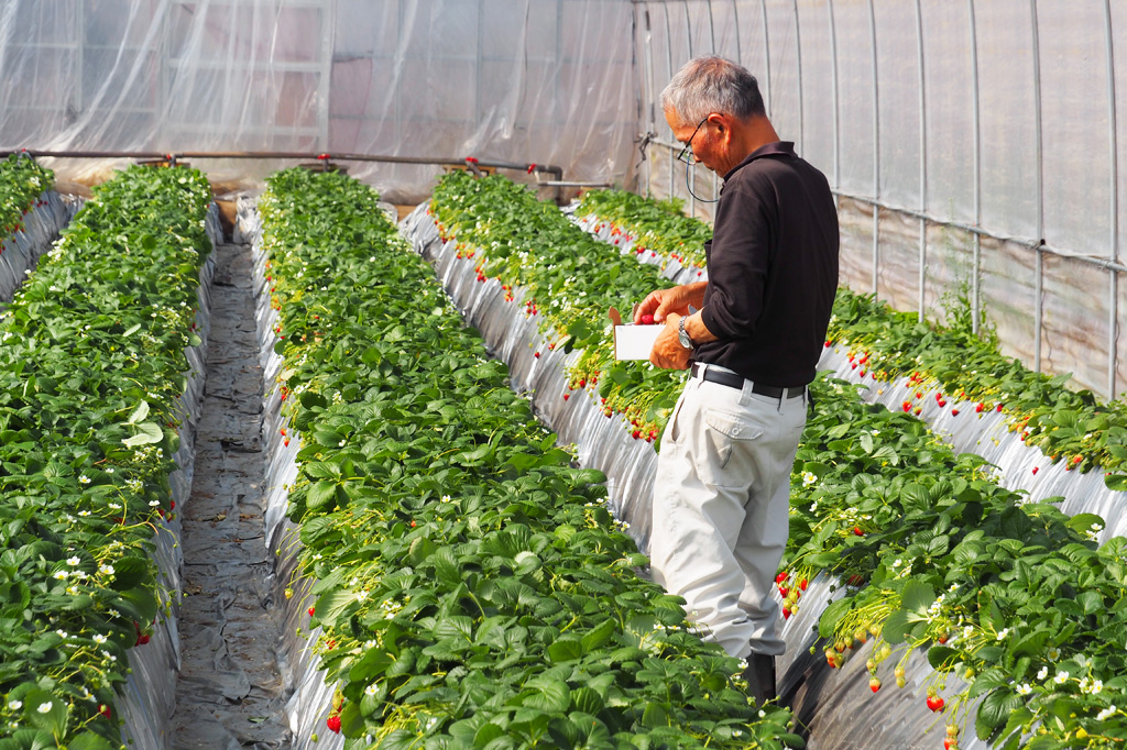 いちごの栽培所兼研究所/ナルケンいちご園（千葉県／大網白里市）