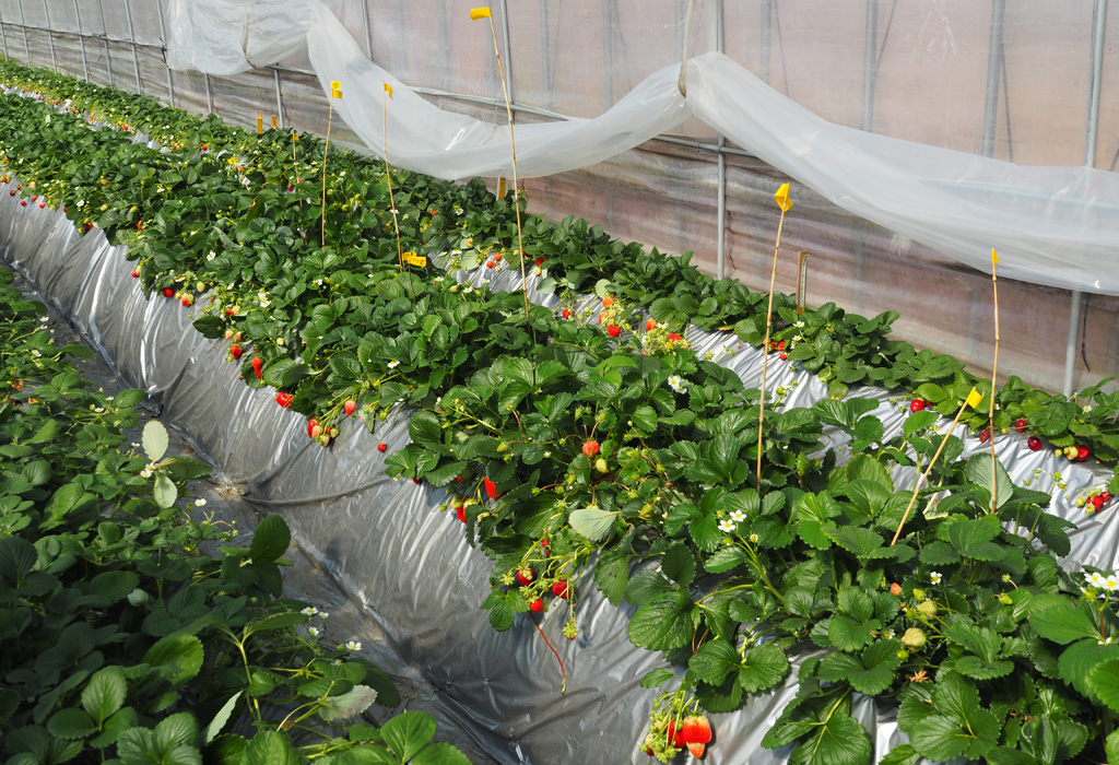 ハウスの一角にある新たな品種開発のためのスペース/ナルケンいちご園（千葉県／大網白里市）