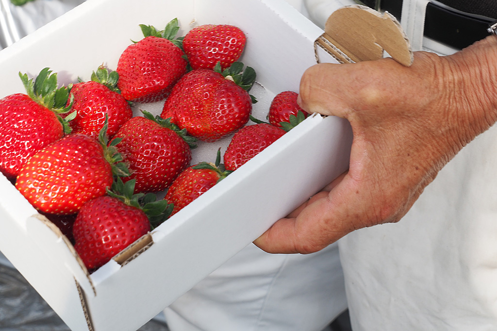 真紅の美鈴/ナルケンいちご園（千葉県／大網白里市）