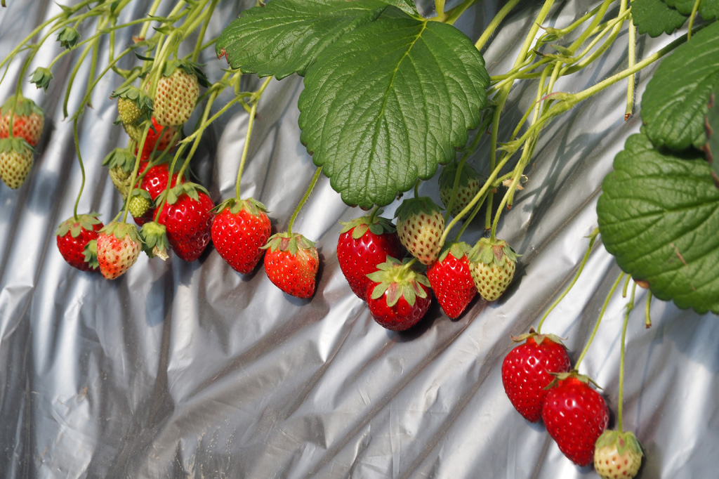 真紅の美鈴/ナルケンいちご園（千葉県／大網白里市）