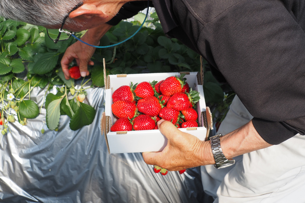 ハウス前で真紅の美鈴の販売も行っている/ナルケンいちご園（千葉県／大網白里市）