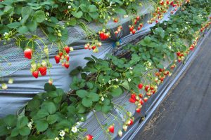 相葉苺園（千葉県山武市）のいちご狩りで多品種食べ比べ！お土産・アクセスも紹介