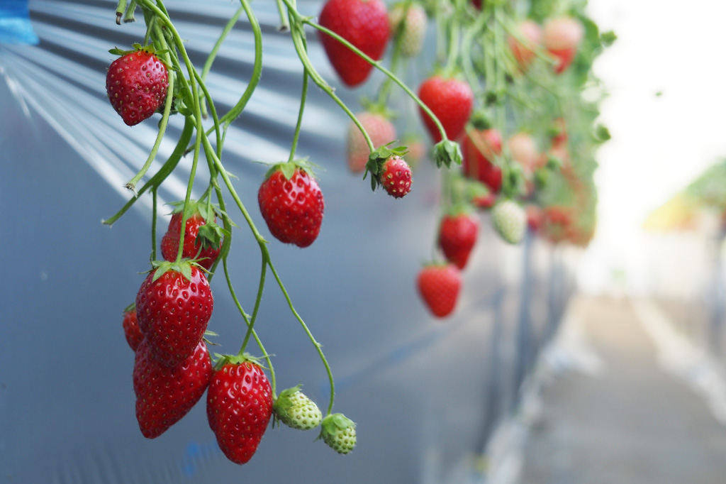 相葉苺園のビニールハウス内(千葉県/山武市)