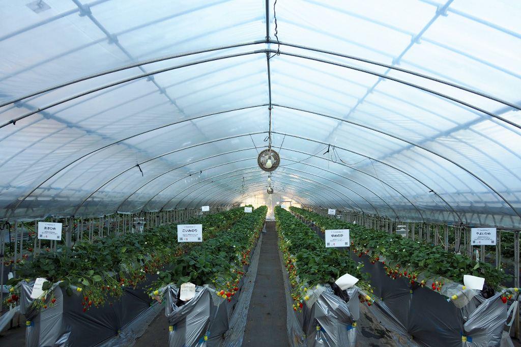 ビニールハウス内/相葉苺園(千葉県/山武市)