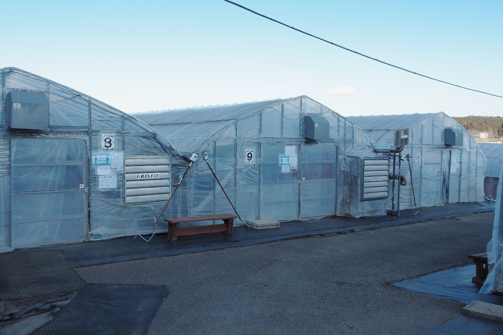 日によって最適な2~3棟のハウスが開放されます/相葉苺園(千葉県/山武市)