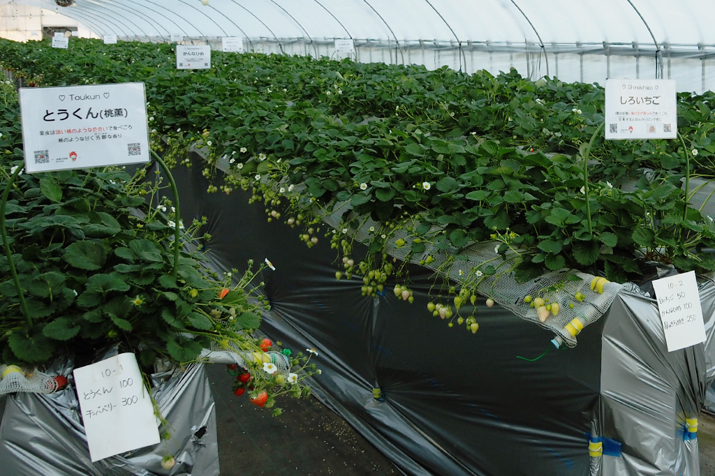 ハウス内にも分かりやすく品種案内のパネルがある/相葉苺園(千葉県/山武市)