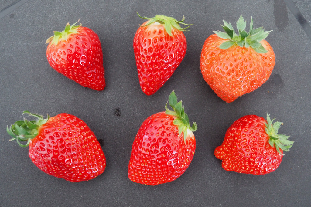 同じいちごでも品種によって、特徴がまったく違う/相葉苺園(千葉県/山武市)