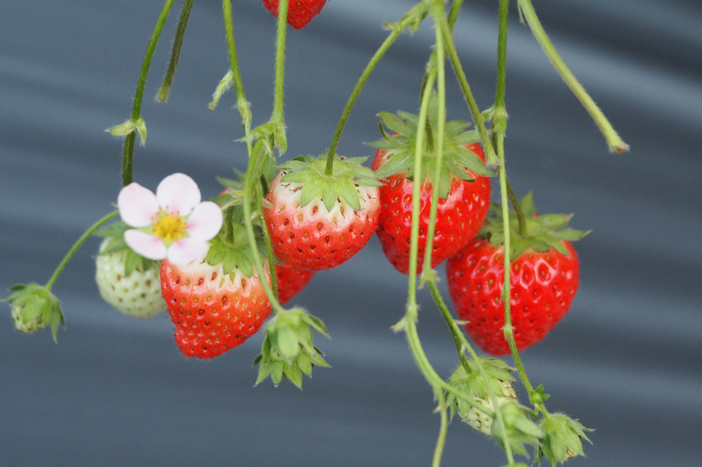 子どもにおすすめの品種はかおり野、章姫(あきひめ)、ふさの香相葉苺園(千葉県/山武市)