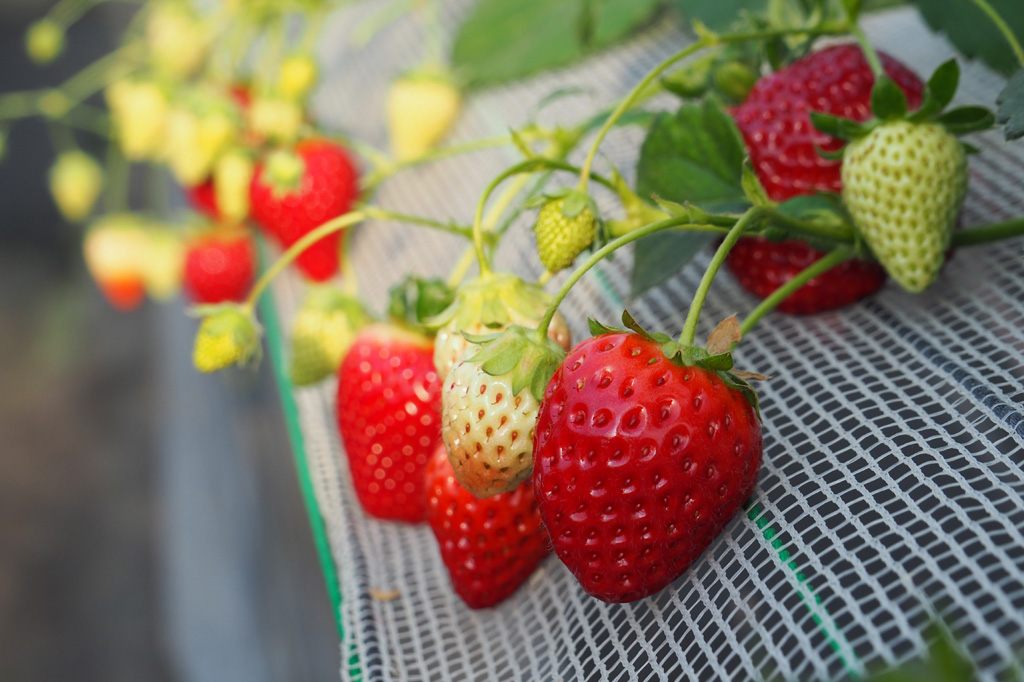 真紅の美鈴/相葉苺園(千葉県/山武市)