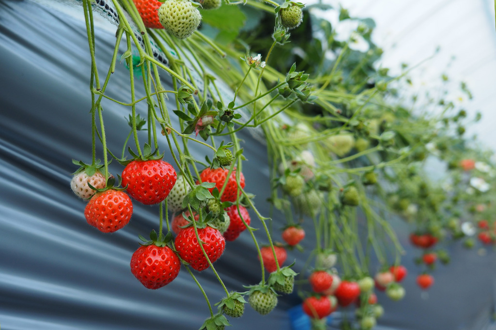 桃薫/相葉苺園(千葉県/山武市)