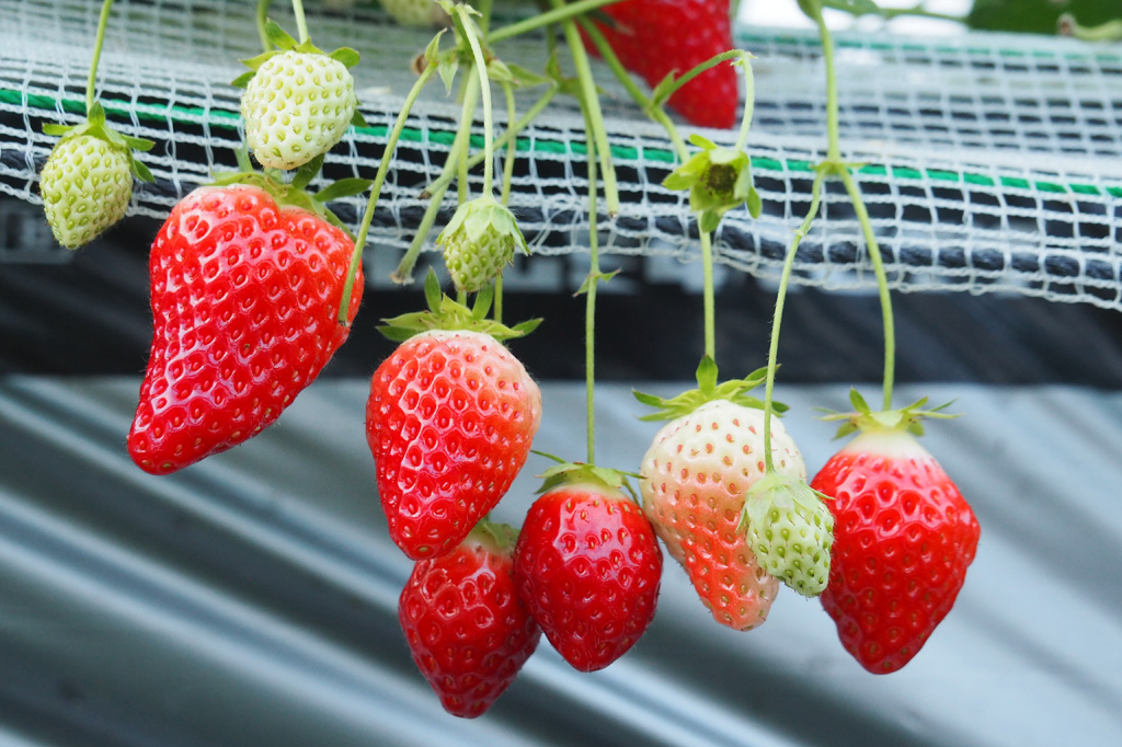 千鶴/相葉苺園(千葉県/山武市)