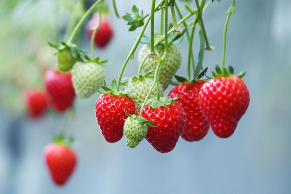 チーバベリー/相葉苺園(千葉県/山武市)