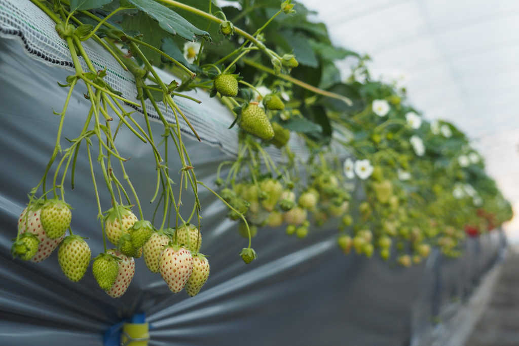 白いちご/相葉苺園(千葉県/山武市)
