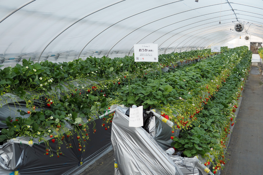 2段式の高設栽培を数カ所採用/相葉苺園(千葉県/山武市)