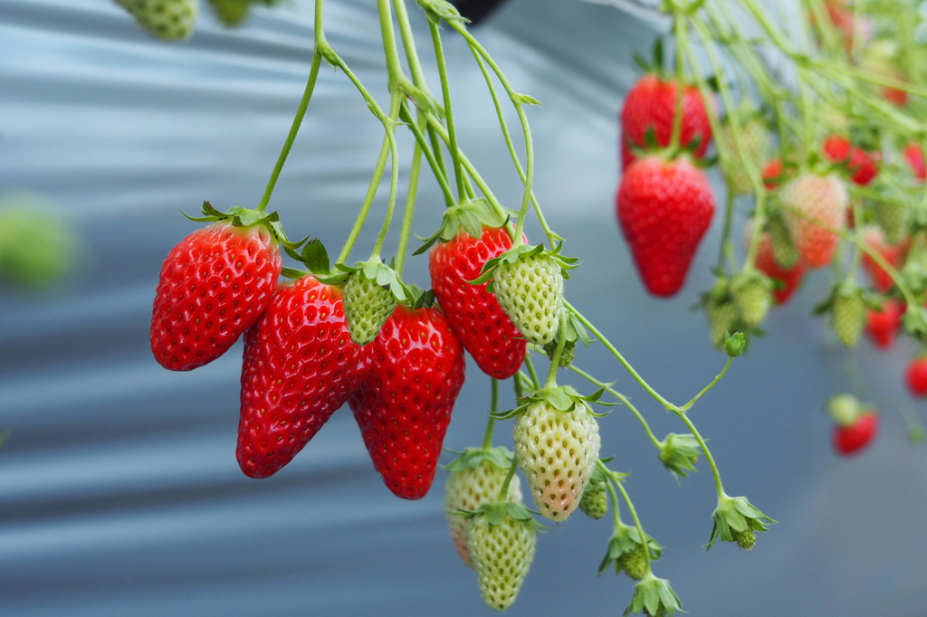 たくさんの品種のおいしいいちごと設備が揃った相葉苺園(千葉県/山武市)