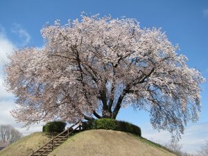 栃木県で桜・お花見がおすすめの大型公園(2025春)子ども連れで桜散歩!