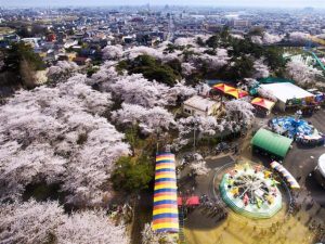 群馬県で桜・お花見がおすすめの大型公園（2025春）子ども連れで桜散歩！