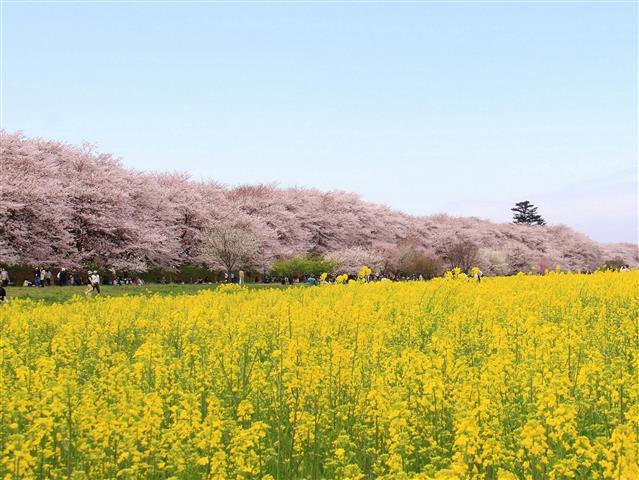 幸手権現堂桜堤(県営権現堂公園)（埼玉県／幸手市）